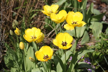 Colorful bright fresh tulip flower bud and leaves