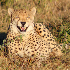 Cheetah, Madikwe Game Reserve, South Africa