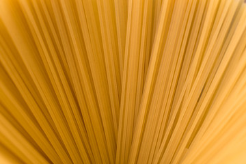 Spaghetti background, pasta. Copy space. Raw spaghetti.