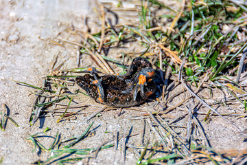 frog on the ground
