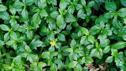 green leaves in the garden stock photo.