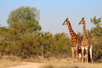 Giraffe in Sabi Sand National Park, South Africa