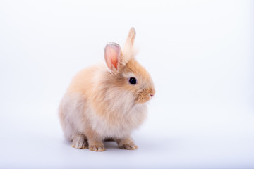Little brown bunny rabbit stay calm and isolate on white background.