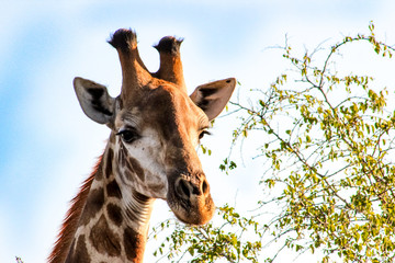 Giraffe in Sabi Sand National Park, South Africa