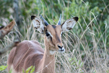 Naklejka na ściany i meble Impala portrait, Sabi Sand Game Reserve, South Africa