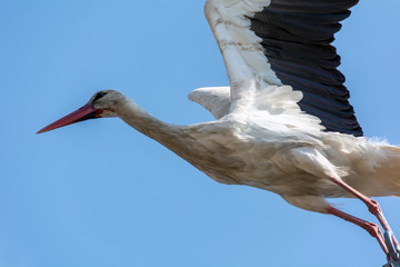 white stork in flight over blue sky