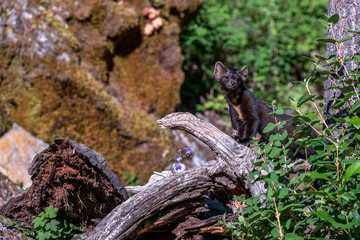 Pine martin 