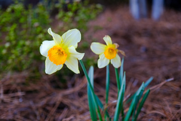 spring yellow daffodils