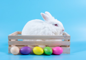 Adorable white rabbit with red eyes stay in the wooden box and colorful easter eggs are in front the box with blue background.
