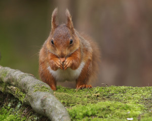 squirrel in the forest