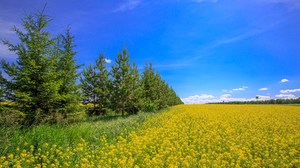 a forest belt of young pines in a field of blooming canola on a sunny day