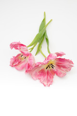 Beautiful Pink parrot tulip on white background with copy space