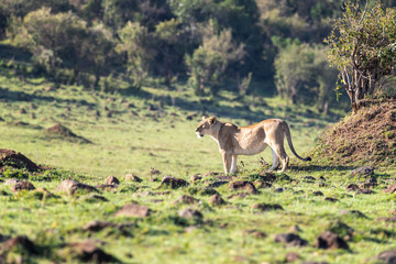 Naklejka na ściany i meble Side profile of an adult lioness in the sunshine of the Masai Mara, Kenya