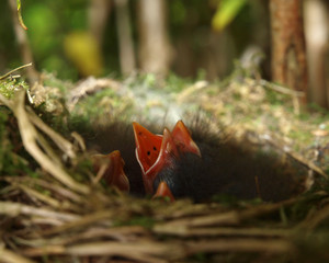 Robin's Nest