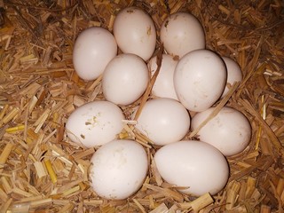 Fresh Indian Eggs Stock Image.This photo is taken by vishal singh 