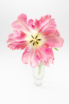 Beautiful Pink parrot tulip on white background with copy space