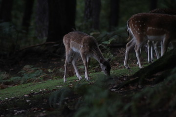 Junges Rehkitz grast aus einer Wiese im Wald
