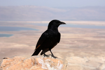 Krähe in der Wüste