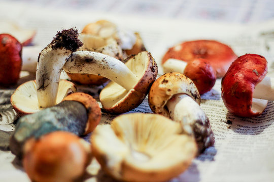 autumn picking of mushrooms in the forest. outdoor recreation and harvesting. raw food, podsinoviki and trash.