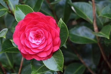 Camellia japonica  variety Roger Hall flower close up with copy space.