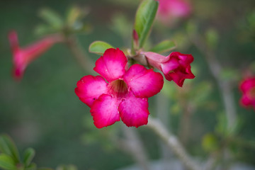 Rosa do deserto rosa