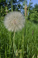 dandelion seed head