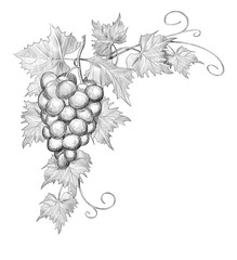 Obraz premium Sketch of a corner for a frame of grapes on a white background. engraving or drawing.