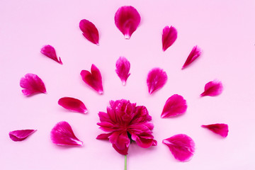 Top view of a floral pattern of peony petals. Composition of flowers on a pink background