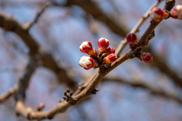 A branch of healing cherries with unbroken buds in full bloom in all its glory in spring sunny day.