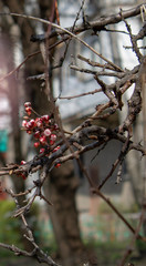 A branch of healing cherries with unbroken buds in full bloom in all its glory in spring sunny day.