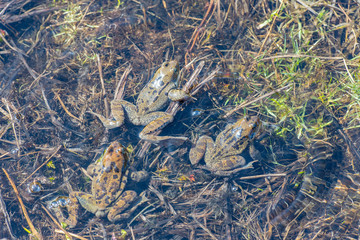 Pyrenean frog (Rana Pyrenaica) in Vall d Incles, Canillo, Andorra.