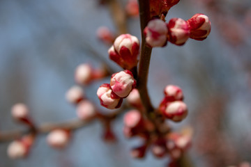 A branch of healing cherries with unbroken buds in full bloom in all its glory in spring sunny day.