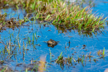 Pyrenean frog (Rana Pyrenaica) in Vall d Incles, Canillo, Andorra.