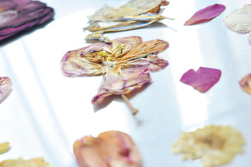 Dried colorful flowers on a white background