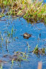 Pyrenean frog (Rana Pyrenaica) in Vall d Incles, Canillo, Andorra.