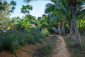 The Vinales Valley (Valle de Vinales), popular tourist destination. Tobacco plantation. Pinar del Rio, Cuba.