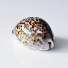 Sea shells on a white background