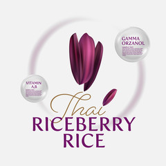 organic paddy rice, ear of paddy, ears of Thai riceberry rice isolated vector illustration