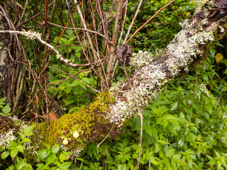 Der Tropische Bergwald am Cerro de la Muerte bei einer Wanderung durch das Savegre Tal in Costa Rica.
