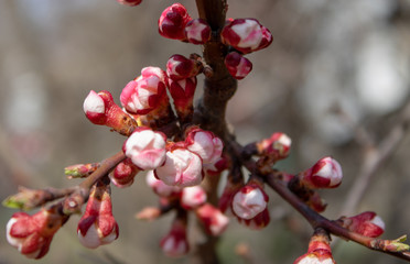 A branch of healing cherries with unbroken buds in full bloom in all its glory in spring sunny day.