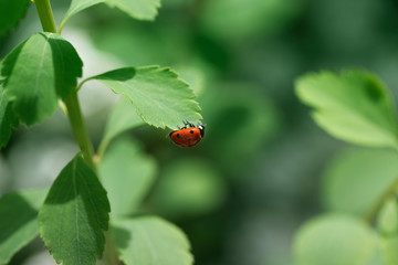 Ladybug on green leaf and green background.