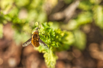 Bombylius on leaf