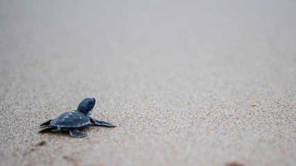 Turtle hatchling heading to sea, baby turtle, Matara, Sri Lanka, Indian Ocean