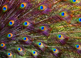 Obraz premium Portrait of a colorful dancing peacock . Peacock close up portrait. Peacock wallpaper and backgrounds.