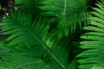 ferns leaves. green foliage natural floral fern background in sunlight.