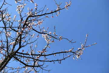 cherry blossoms on a background of blue clear sky, flowers 