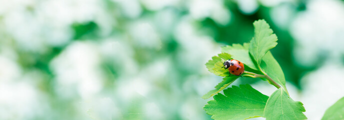 Ladybug on green leaf and green background.Web Banner.
