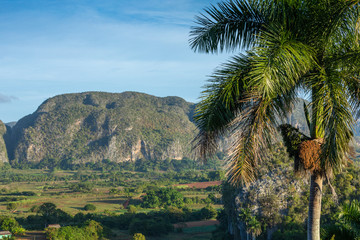 Fototapeta na wymiar The Vinales Valley (Valle de Vinales), popular tourist destination. Tobacco plantation. Pinar del Rio, Cuba.