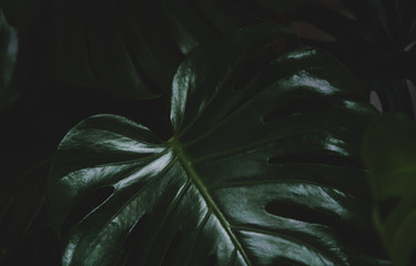 Texture of monstera leaf on dark background. © MagicsPhotos