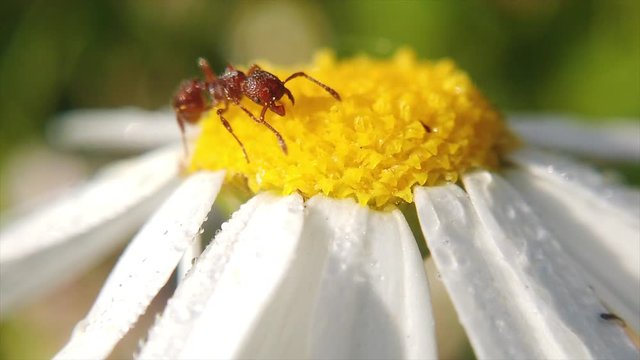 Close up shot of an ant walking across a wild flower.